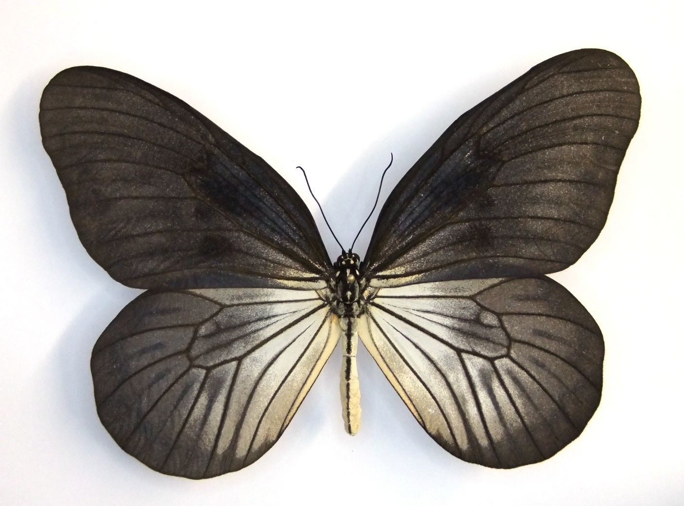 Idea blanchardi phlegeton female (black aberration, binonko island) (Internet Image property of respective owner, non-commercial use only)